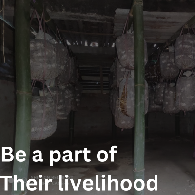 Farmers have sown the field with crop under sarwaistam foundation