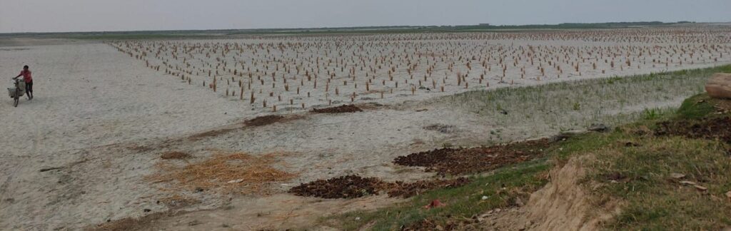 Farmers have sown the field with crop under sarwaistam foundation